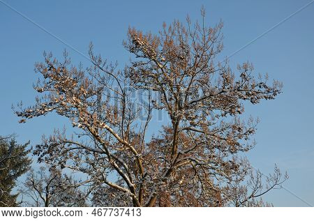 It Grows Fast, The Tree Is Conspicuous By Its Leaves, Flowers, But Also Its Fruits. Large Oval To Co