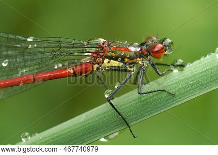 Natural Closeup On A Colorful Large Red Damselfly, Phyrrosoma Nymphula, Covered With Waterdrops Sitt