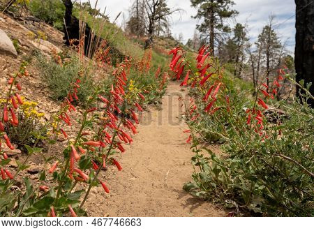 Firecracker Penstemon Line The Trail Through Bryce Canyon National Park