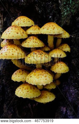 Bunch Of Pholiota Fungi Against Mossy Background, Bialowieza Forest, Poland, Europe