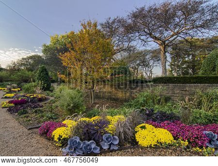 Mums And Ornamental Vegetables Grace The Pathwasy In Autumn At The Cantigny Gardens In Dupage County