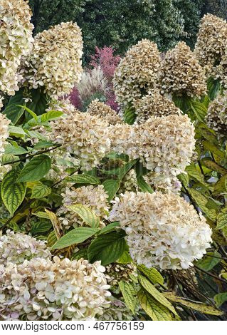 Hydrangeas Fill The Garden Borders At Cantigny Gardens, Dupage County, Il