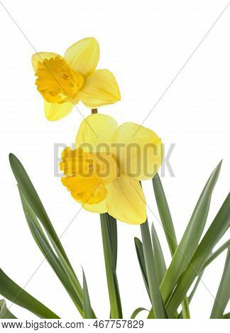 Narcissus Jonquilla In Front Of White Background