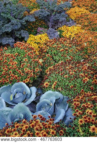 Mums And Autumn Plants Fill Garden Bed In The Fall At Cantigny Gardens, Dupage County, Illinois