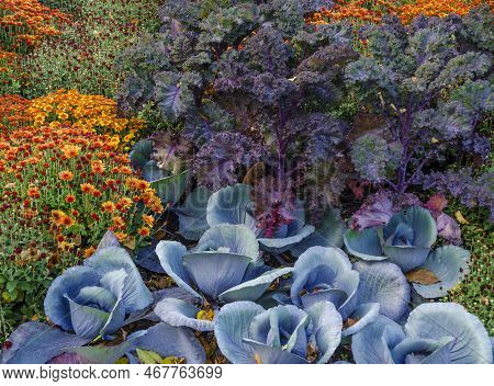 Kale And Cabbage Are Among The Vegetable Plants Used With Mums In Autumn Gardens At Cantigny Park, D