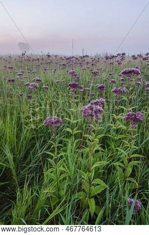 Fog And Mist Rsettles In Over The Prairie And A Bloom Of Jo Pye Weed, Springbrook Prairie Forest Pre