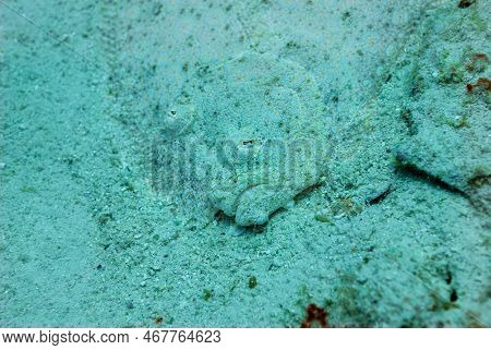 Camouflaged Eyed Flounder Bothus Ocellatus Motionless On The Sand In Bonaire