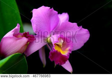 A Beautiful Pink Orchid With Black Background Colors Intense