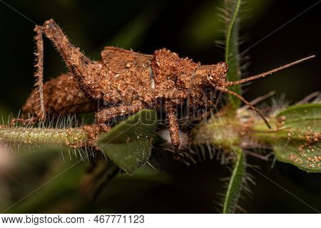 Short-horned Grasshopper Insect Of The Genus Ommexecha