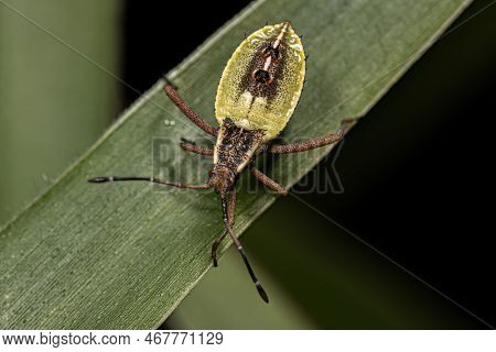 Leaf-footed Bug Nymph Of The Species Athaumastus Haematicus