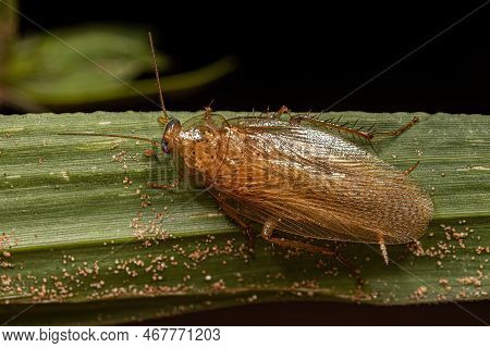 Adult Wood Cockroach Of The Family Ectobiidae