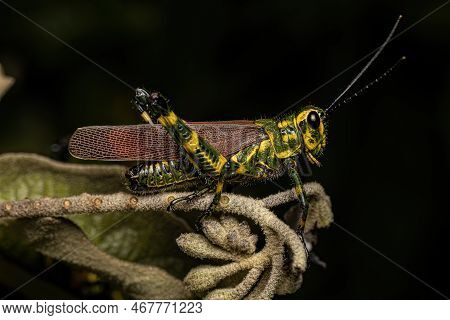 Adult Soldier Grasshopper Of The Species Chromacris Speciosa
