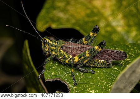 Adult Soldier Grasshopper Of The Species Chromacris Speciosa