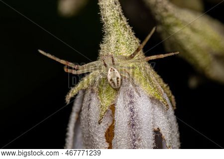 Small Female Crab Spider Of The Genus Misumenops