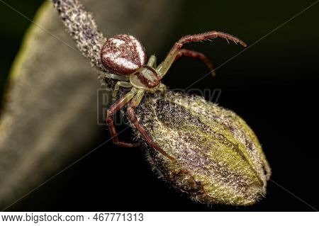 Small Female Crab Spider Of The Genus Misumenops