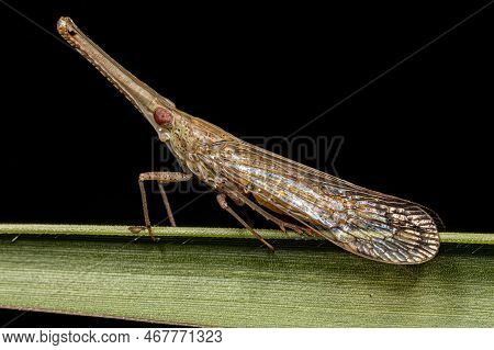 Adult Dictyopharid Planthopper Insect Of The Family Dictyopharidae That Looks Like A Gharial Or Croc