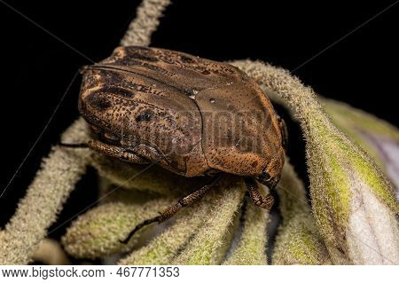 Adult Flower Scarab Of The Genus Hoplopyga