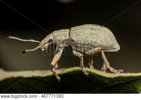 Adult Broad Nosed Weevil Of The Tribe Naupactini