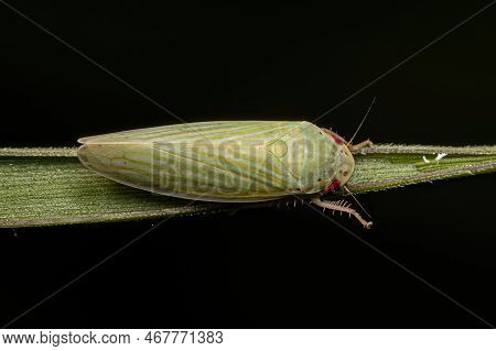 Adult Typical Leafhopper Of The Tribe Gyponini