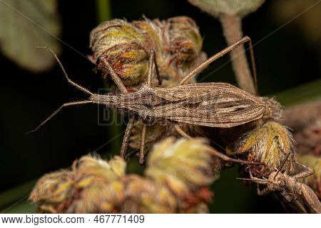 Adult Assassin Bug Of The Genus Stenopoda
