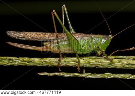 Adult Female Lesser Meadow Katydid Of The Genus Conocephalus