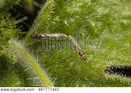 Adult Stilt Bugs Of The Genus Phaconotus Coupling