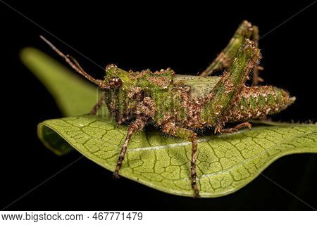 Short-horned Grasshopper Insect Of The Genus Ommexecha
