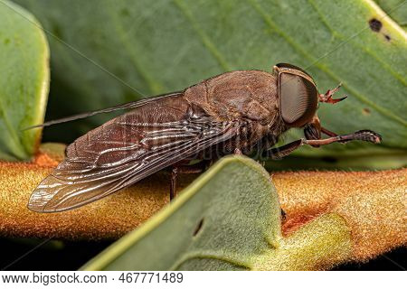 Adult Horse Fly Insect Of The Subfamily Tabaninae