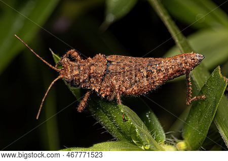 Short-horned Grasshopper Insect Of The Genus Ommexecha