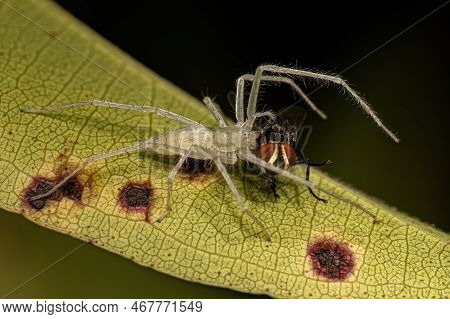 Small Female Ghost Spider Of The Family Anyphaenidae Preying On A Fly