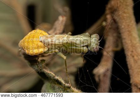 Adult Female Acontistid Mantis Of The Genus Metaphotina