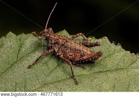 Short-horned Grasshopper Insect Of The Genus Ommexecha