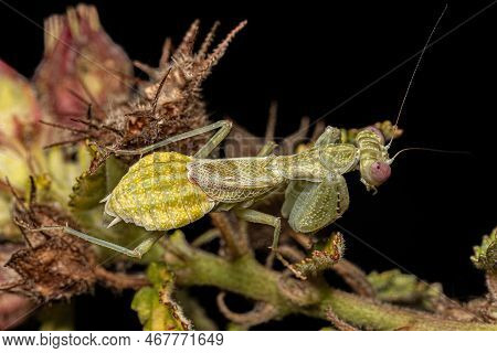 Adult Female Acontistid Mantis Of The Genus Metaphotina