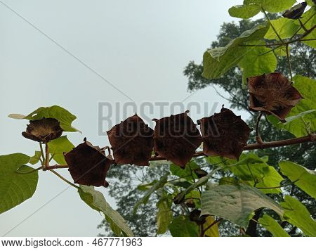 Abroma Augustum Tree With Black Flower