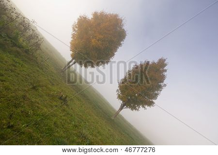 Duas árvores de bordo em uma manhã nublada de outono