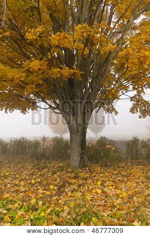 Árvore de Maple solitário em uma manhã de nevoeiro queda em Vermont, EUA