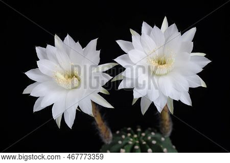 Echinopsis Subdenudata Cactus Flower (easter Lily Cactus) Can Take Up To Four Years To Produce Flowe