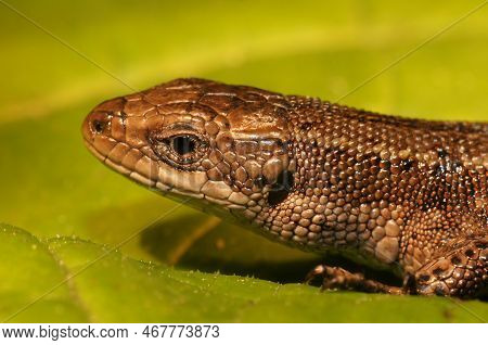 Natural Closeup On The Head Of A European Live-bearing Lizard, Zootoca Vivipara Sitting On A Green L