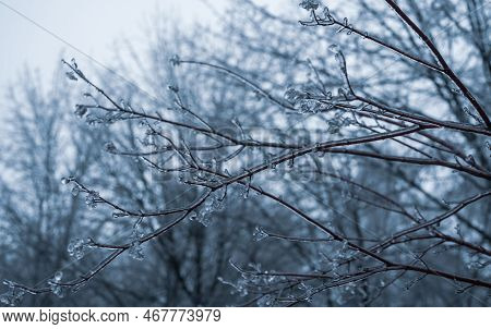 Freezing Rain Winter. Ice And Snow On Branch After Freezing Rain. Branch Fully Encapsulated In Ice G