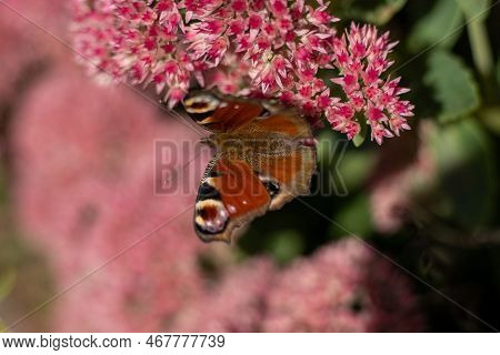 A Peacock Butterfly Is Eating On A Pink Sedum Flower - Hare Cabbage. A Flowerbed With Flowers Pollin