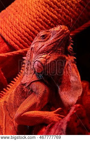Portrait Of An Iguana In The Light Of A Red Lamp. Reptile Lizard. Serious Animal. Exotic Iguana. Igu