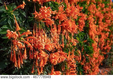 Flamevine Orange Flowers Wall Closeup. Green Leaves And Bright Blossoms