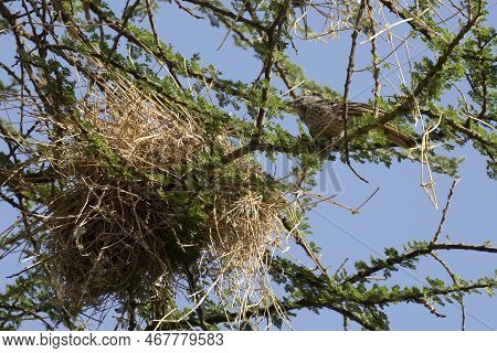 A Rufous Tailed Weaver Bird Next To Its Nest, Weaved On Acacia Branches.