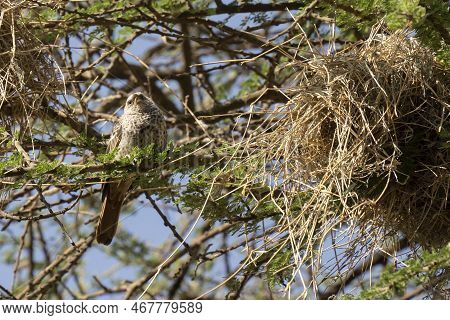 A Rufous Tailed Weaver Bird Next To Its Nest, Weaved On Acacia Branches.