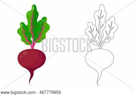 A Set Of Colored Beets And A Contour Drawing Of Beets