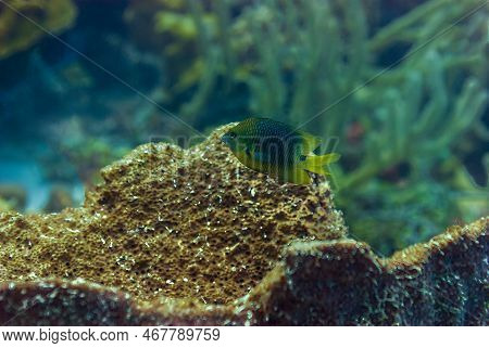 Mature Threespot Damselfish Stegastes Planifrons Hovering Over Coral