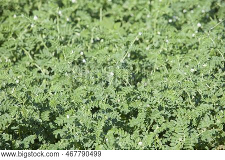 Peas Plantation In Alagon Valley. Aceituna, Caceres, Extremadura, Spain
