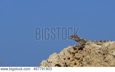 Stellagama Enjoing The Sun On The Rocks In Israel Close-up. The Brightly Lit By The Sun Lizard On St