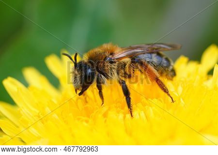 Natural Closeup On A Female Grey-gastered Mining Bee, Andrena Tibialis On A Yellow Dandelion Flower