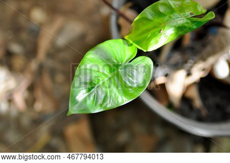 Xanthosoma Sagittifolium L Schott, Ear Elephant Or Giant Alocasia Or Araceae Or  Black Alocasia Plan